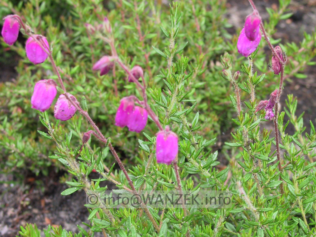 Daboecia cantabrica Praegerae.JPG